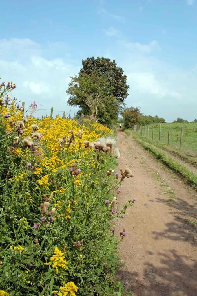 Reddish Vale Country Park Pictures, Images and Photos