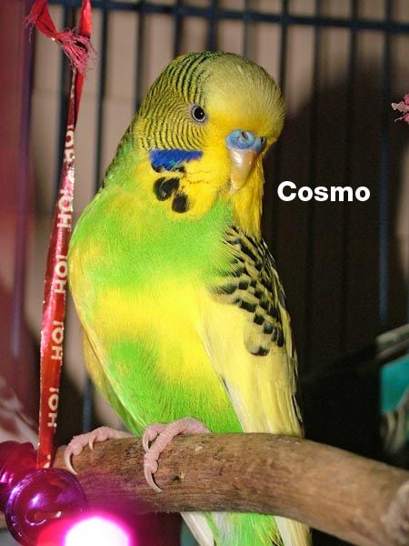 Cosmo_e.jpg
