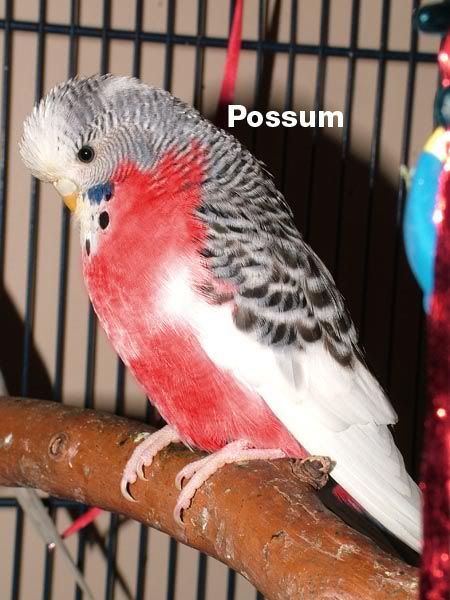 Possum_e185.jpg