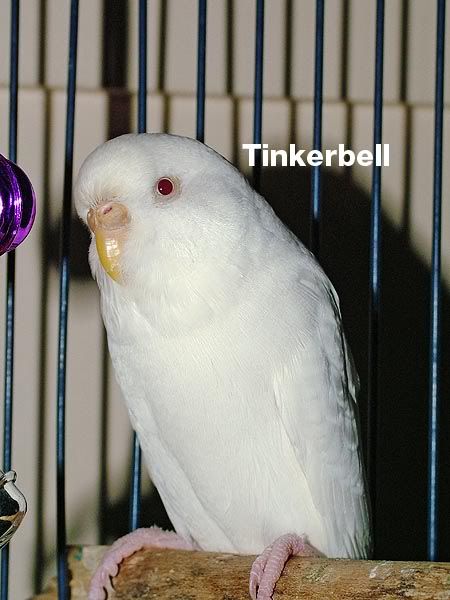 Tinkerbell_e.jpg
