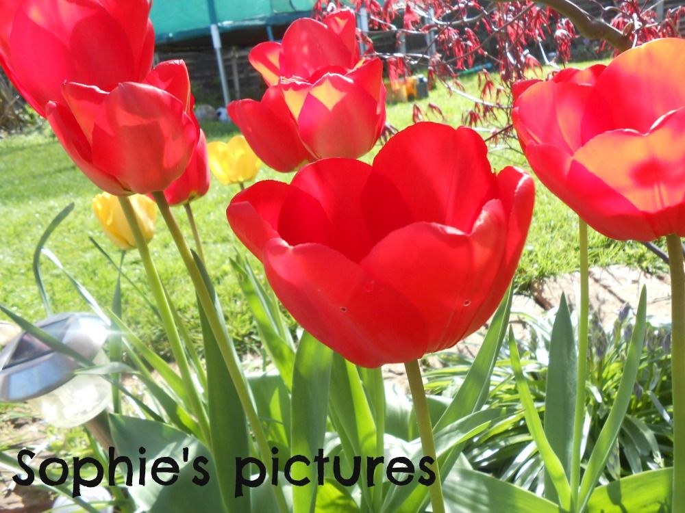  photo tulips.jpg