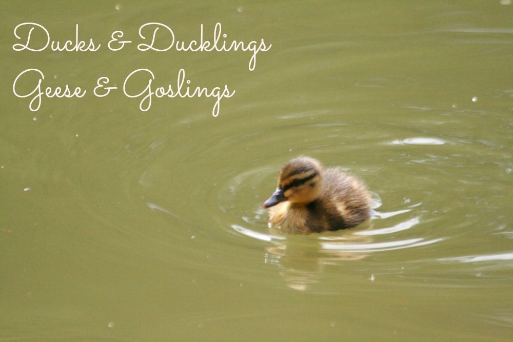  Duckling on water.jpg