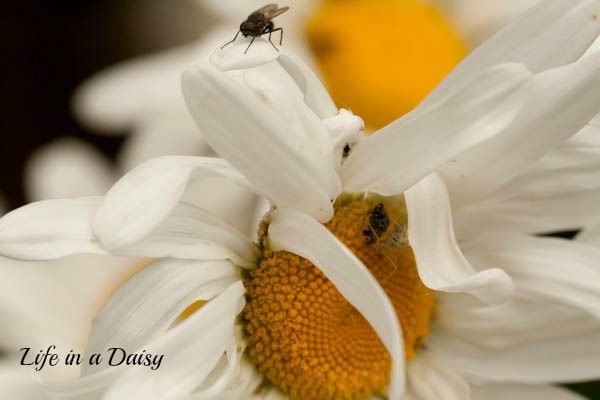  photo daisy.jpg