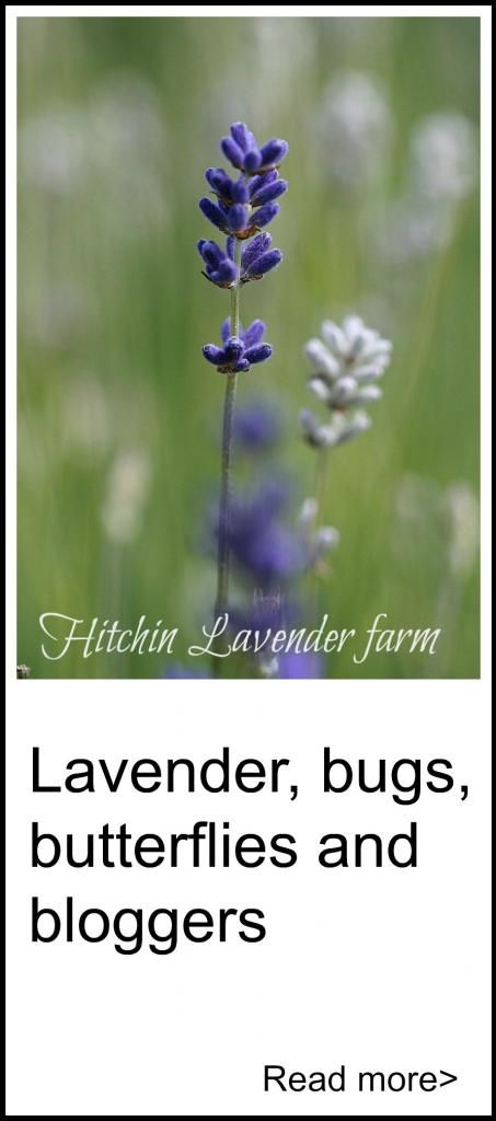  photo lavender bud.jpg