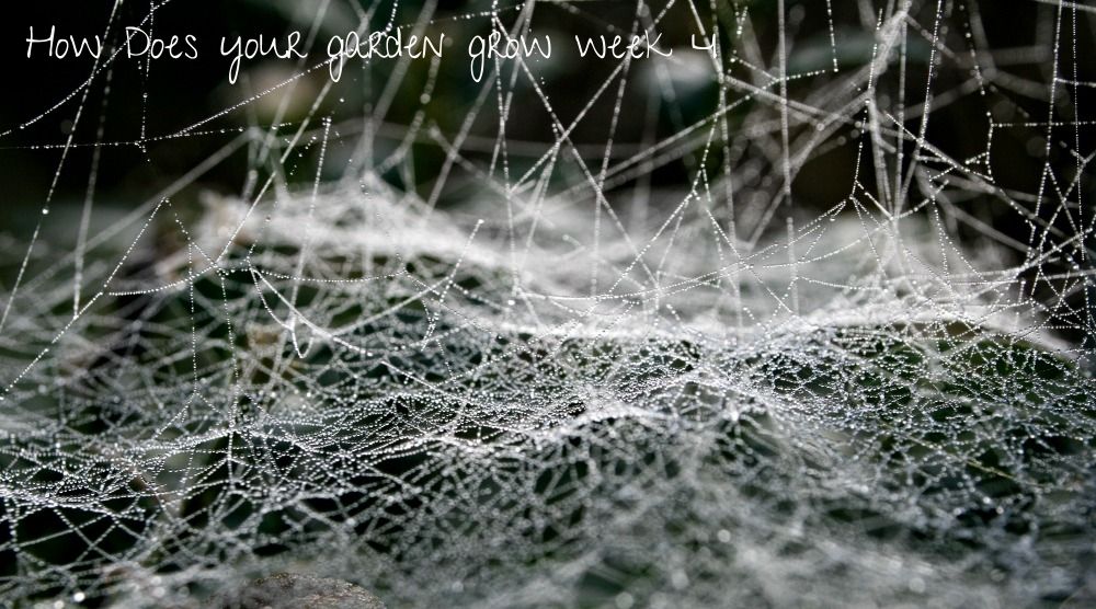  Frosty spider web.jpg