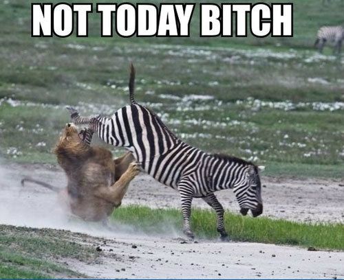 not-today-bitch-zebra-kicking-a-lion-fun