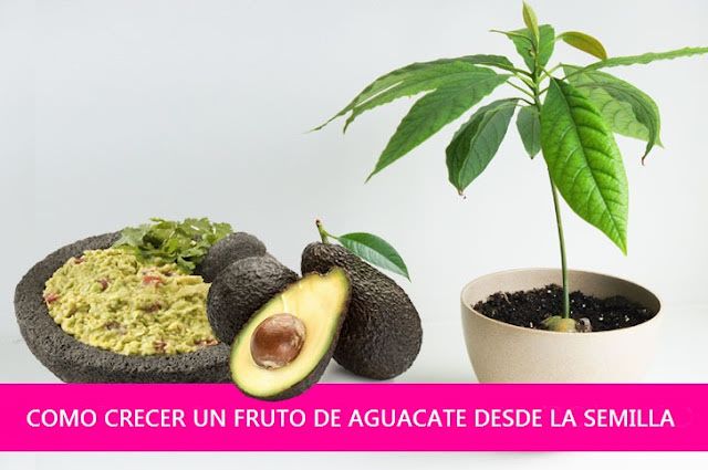 ecologia ecologia
