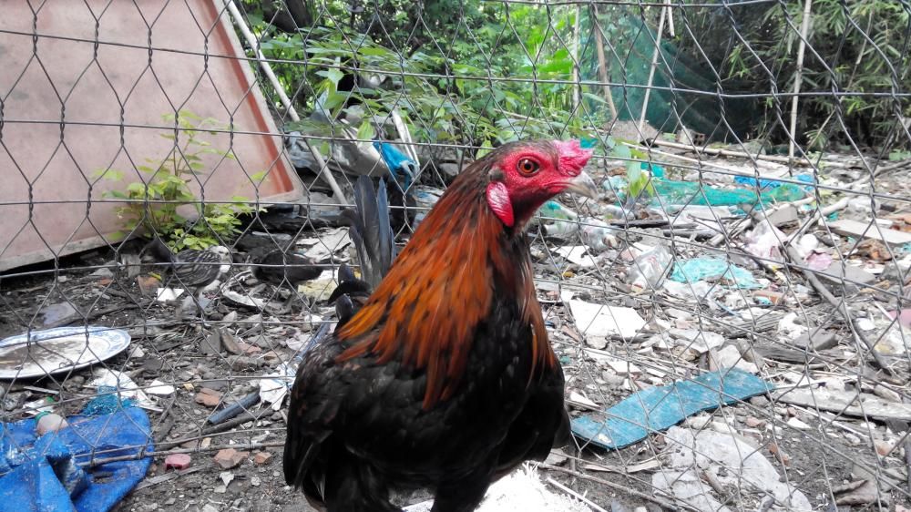 tre lai hàng đá tiền(bướm_điều) - 1