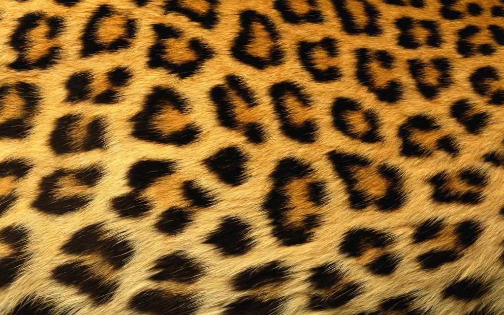 how to print wallpaper on Cheetah Print Wallpaper  Background  Theme  Desktop