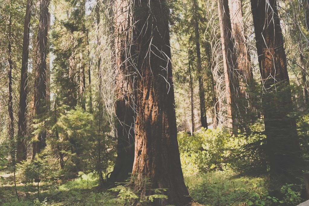  photo Sequoia-2.jpg