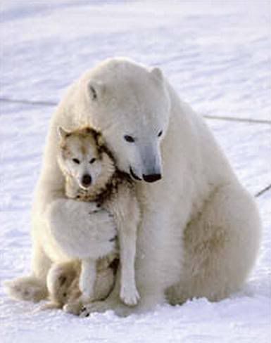 polar_bear_hugging_malamute.jpg