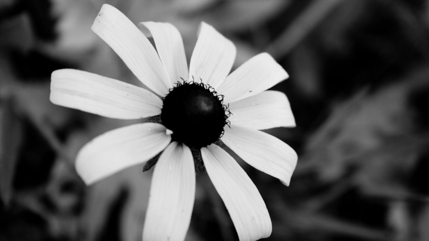 black and white photography wallpaper