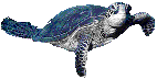 animal animal