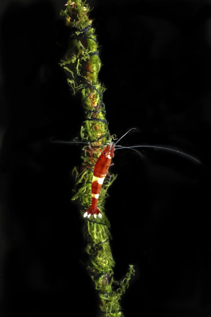 Red_Wine_Shrimp_01.jpg