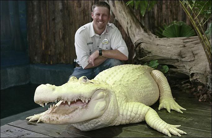 Albino_Crocodile_-_Rare_Photos_14.jpg