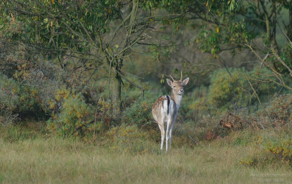 bambi