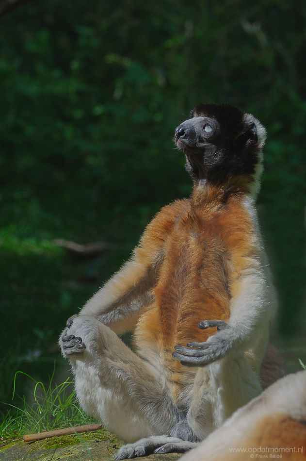 Makaak