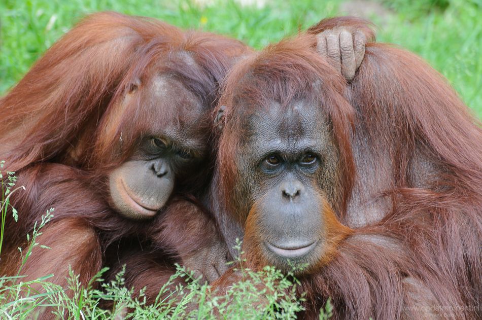 Orang Oetang