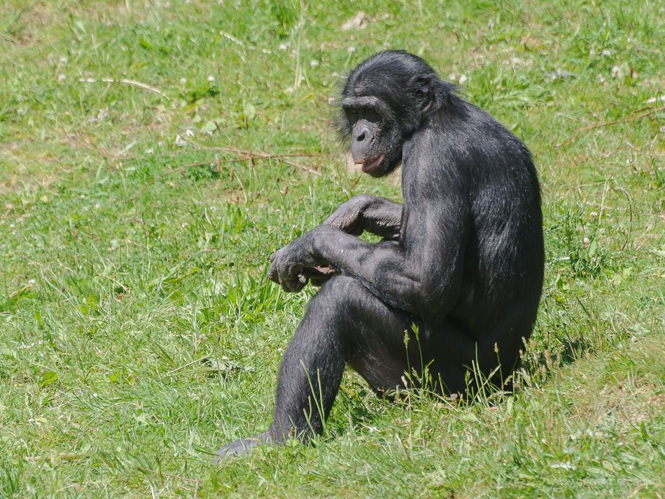 Chimpansee