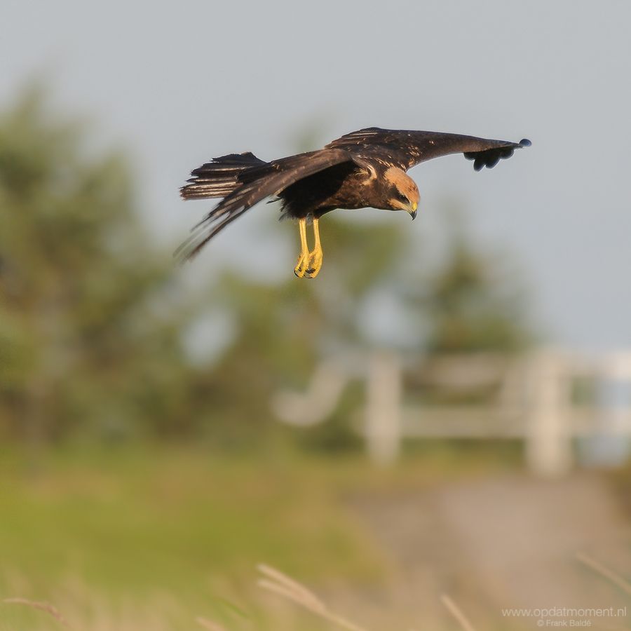 Bruine Kiekendief juveniel