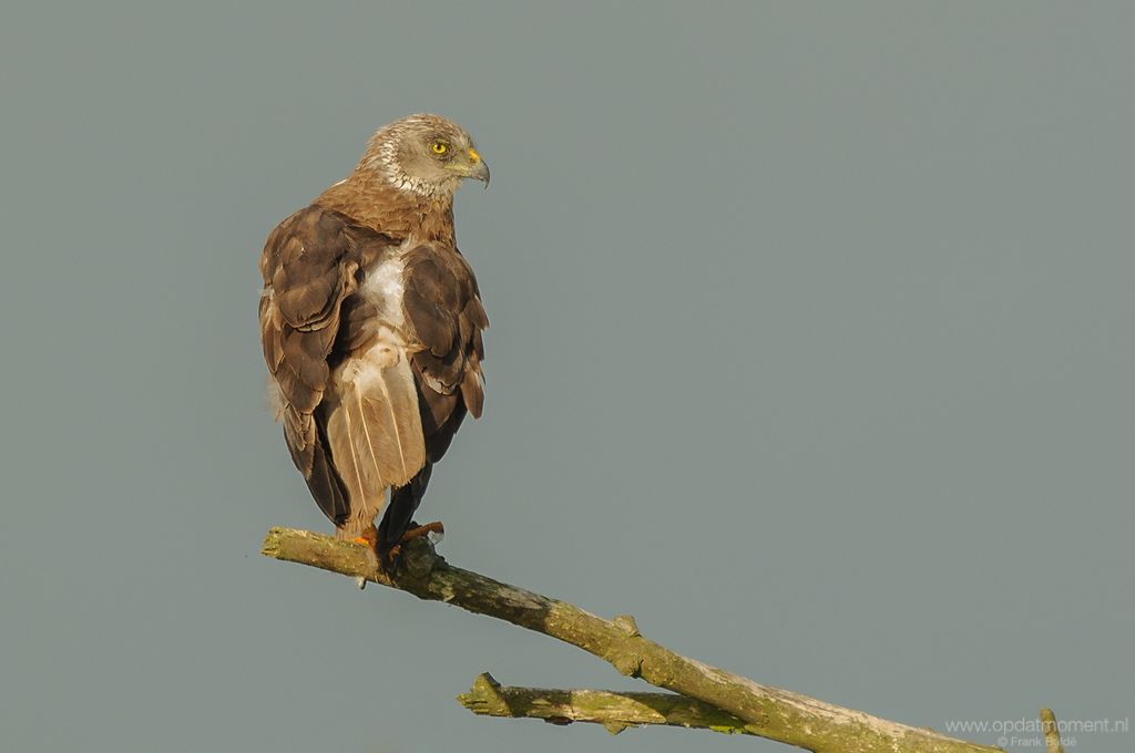 Bruine Kiekendief