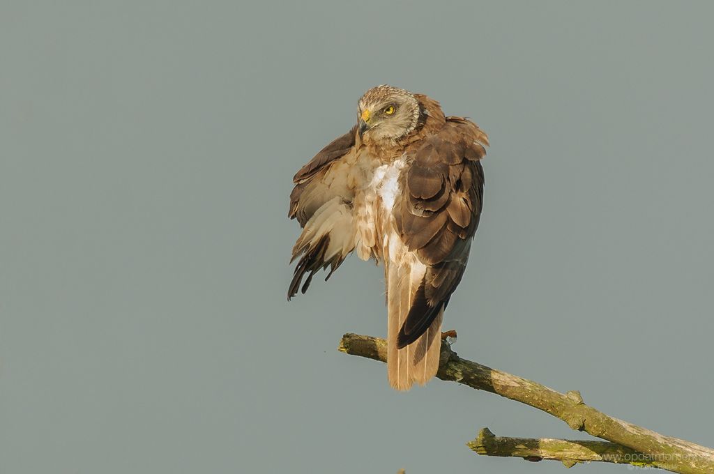Bruine Kiekendief