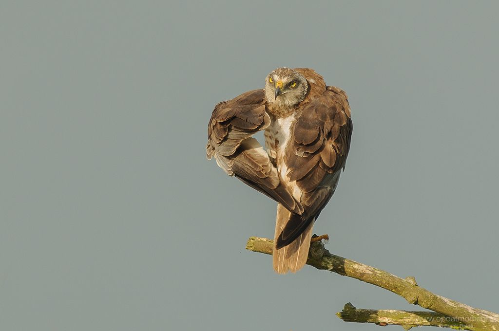 Bruine Kiekendief