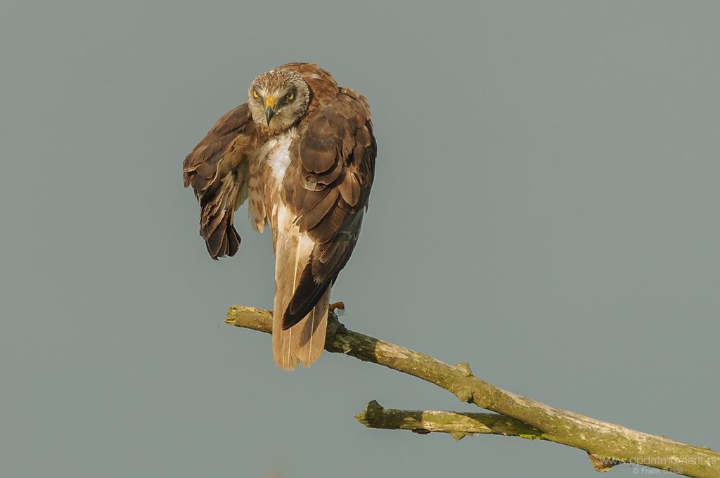 Bruine Kiekendief