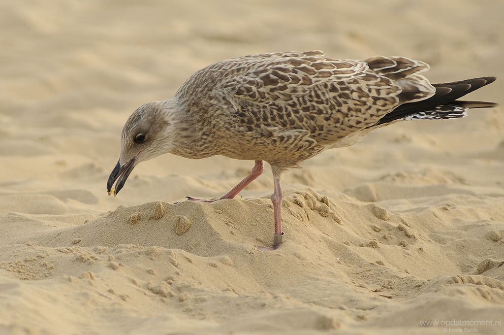 Zilvermeeuw juveniel