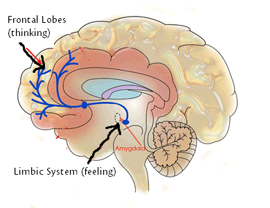 Bilderesultat for limbiske system og prefrontal cortex