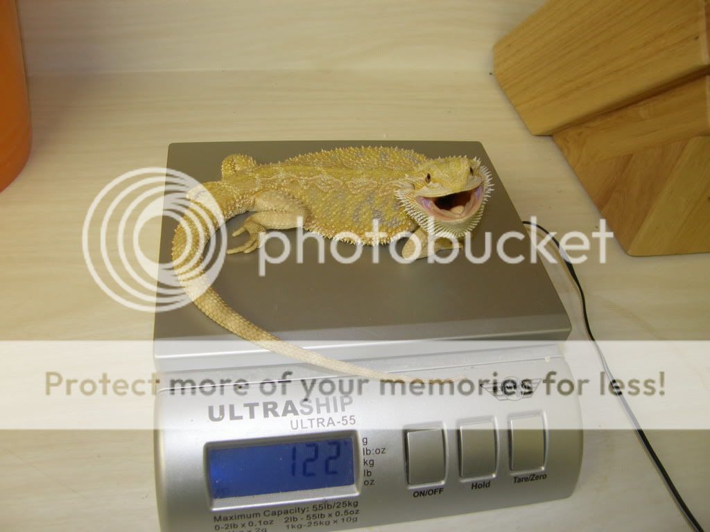 He's Here!! | Bearded Dragon Forum