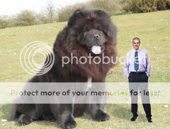 The Biggest Dog In The World. Boris Bear. Photo by hihosilver666 ...